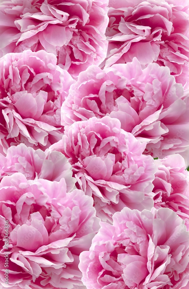 Peonies flowers background. Flower pattern. Flower wall. Light pink  terry peonies texture. Flower collage. Spring tender floral background.