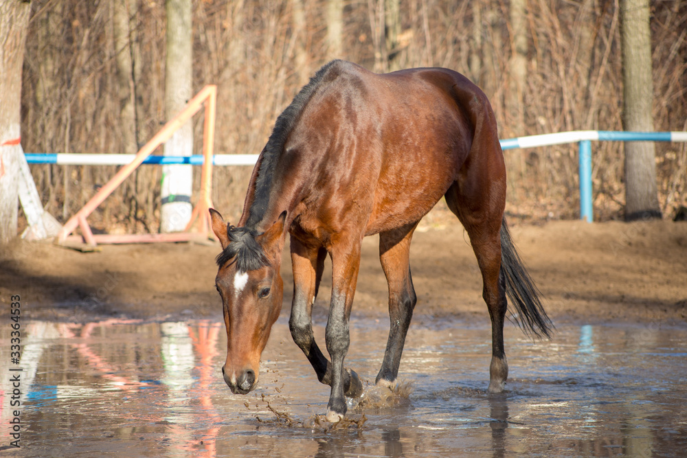 a red horse at a watering hole