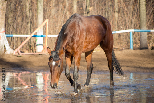 Obraz na płótnie a red horse at a watering hole w salonie