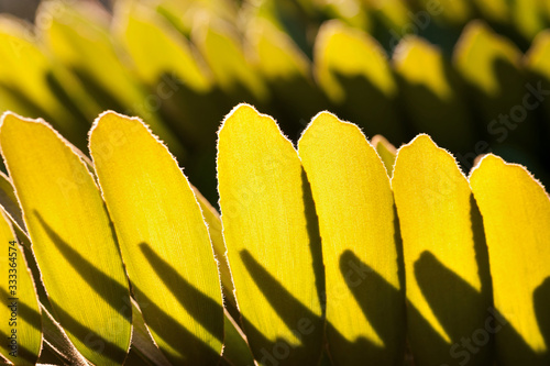 Green leaves  shadow effects texture background