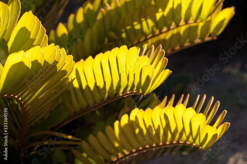 Green leaves  shadow effects texture background
