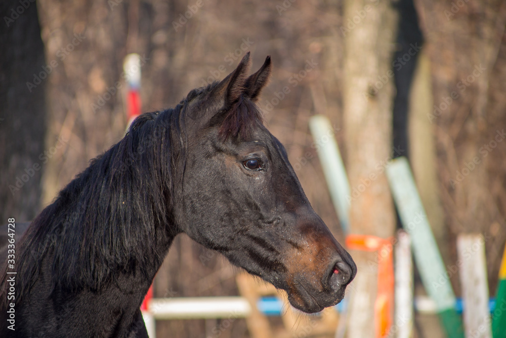 portraits of a red and black horse
