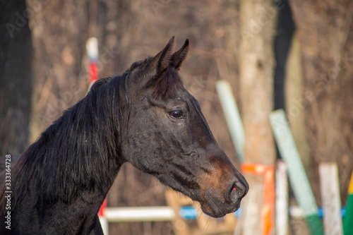 Obraz na płótnie portraits of a red and black horse w salonie