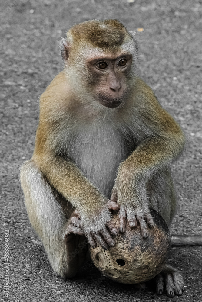 Monkey with coconut on the trail