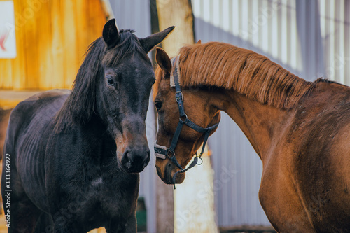 Obraz na płótnie portraits of a red and black horse w salonie