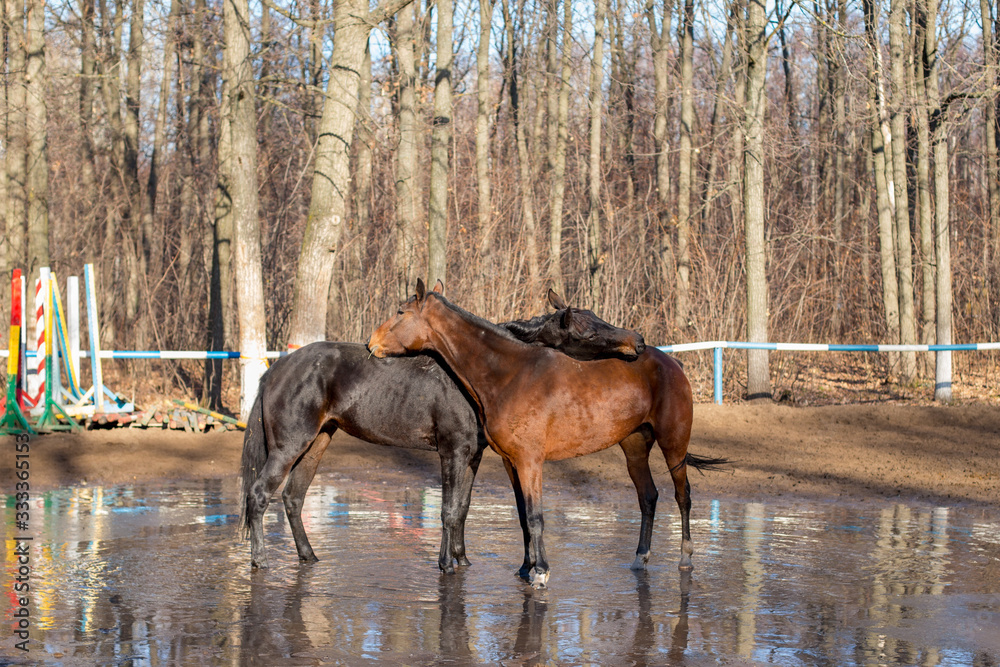 red and black horse at the watering hole