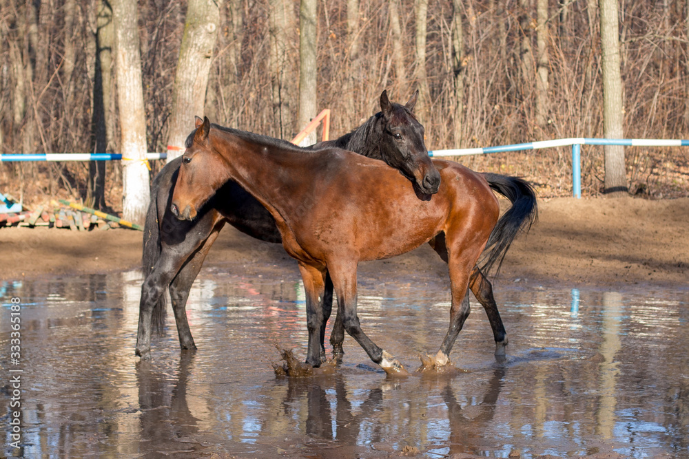 red and black horse at the watering hole