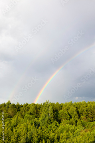 Fototapeta Naklejka Na Ścianę i Meble -  Rainbow Forest