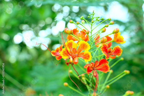 Caesalpinia pulcherrima flower on natural energy, nature(Barbadose Pride)
