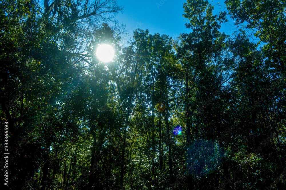 Trees forest in a sunny day background picture image Trees forest in a sunny day background picture image