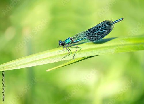 blue dragonfly on green leaf. male banded demoiselle (Calopteryx splendens) sitting on foliage. beautiful  insect. wildlife, summer season.