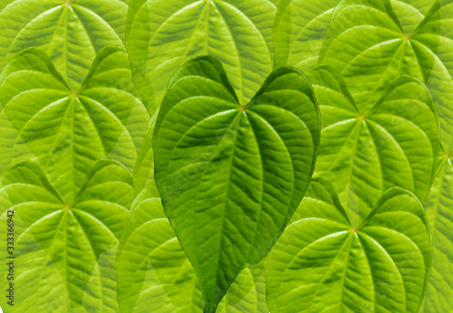 Heart shaped leaf philodendron background template