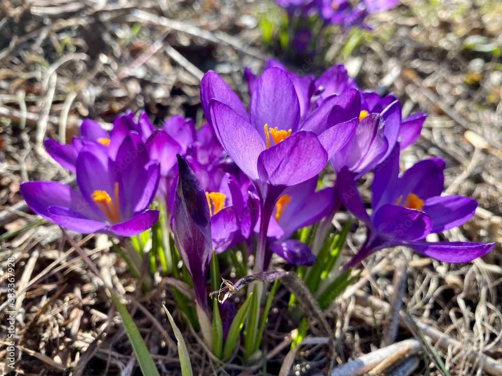 The violet crocuses in the spring garden The violet crocuses in the spring garden