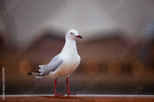 Photo of a seagull on a hand rail 