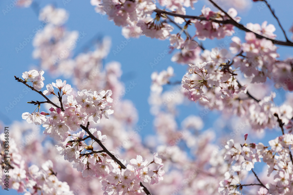 春の満開の桜の花