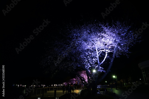 千波湖の桜のライトアップ