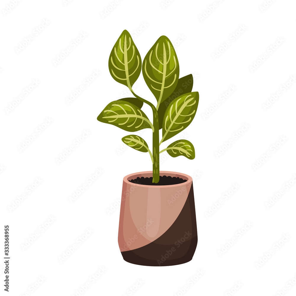 House Plant Growing in Pot Isolated on White Background Vector Illustration House Plant Growing in Pot Isolated on White Background Vector Illustration
