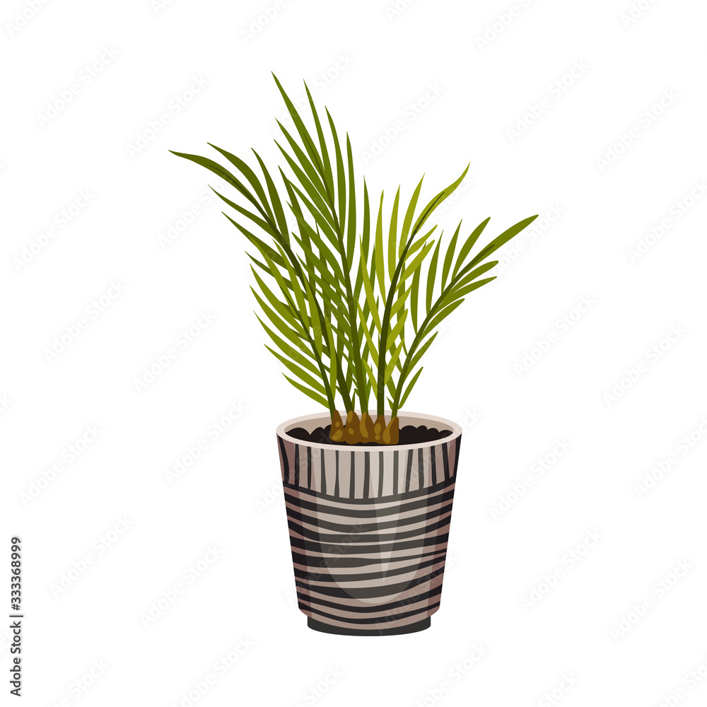 House Plant Growing in Pot Isolated on White Background Vector Illustration House Plant Growing in Pot Isolated on White Background Vector Illustration