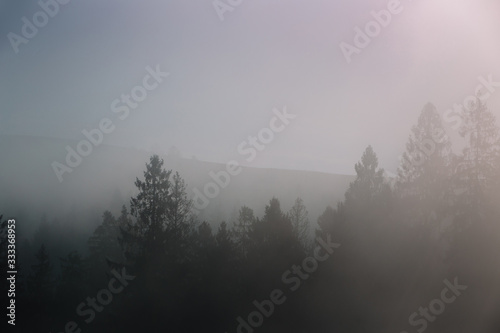 Fog over spruce forest trees at early morning. Dark spruce trees silhouettes on mountain hill.