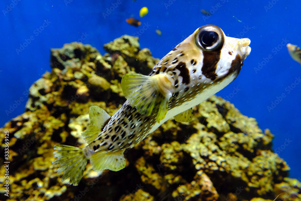 Obraz premium ひょうきんな顔で元気に泳ぐヒトヅラハリセンボン（日本の葛西臨海水族園）