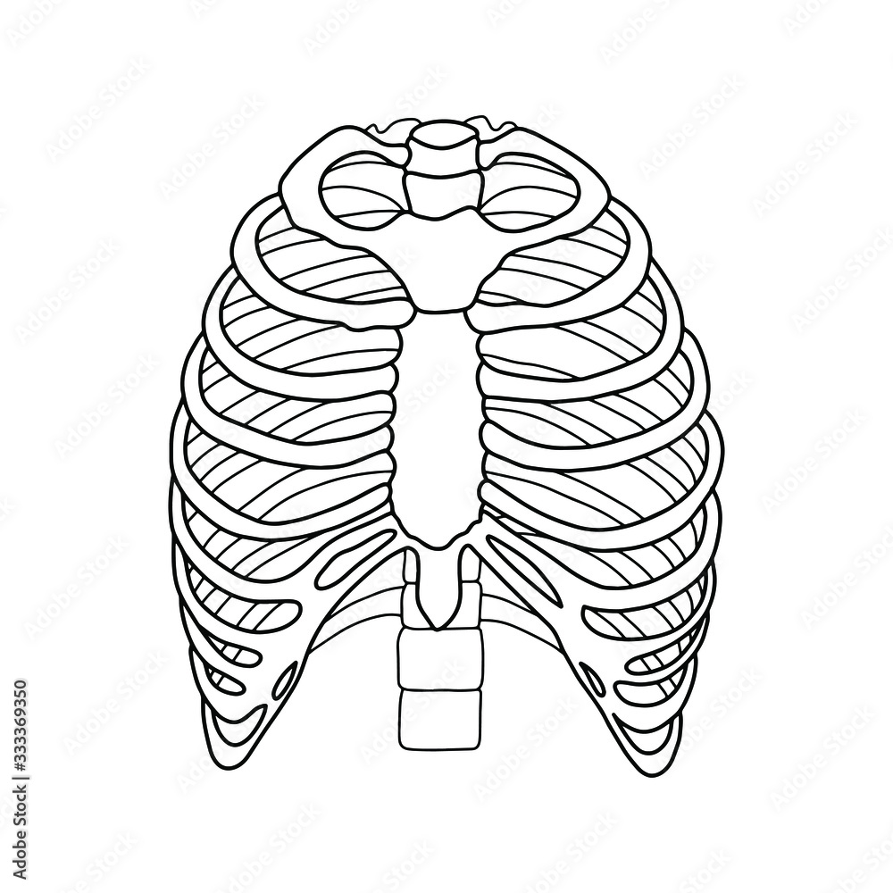 Human ribs. Illustration from vector about science and medical. Vector Stock illustration. Human ribs. Illustration from vector about science and medical. Vector Stock illustration.