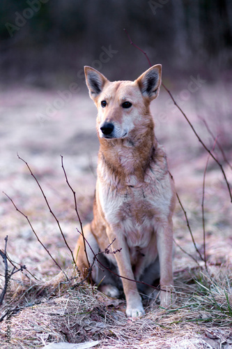 Charming mongrel dog sitting in nature.