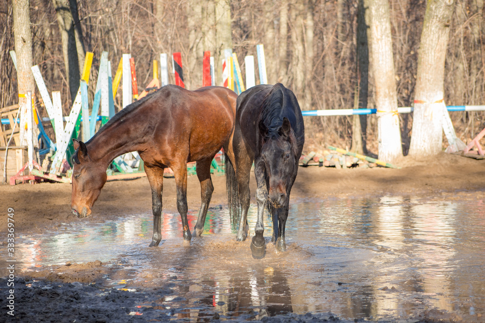 red and black horse at the watering hole