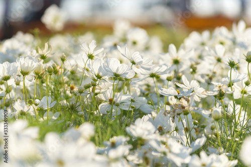 Cosmos flower in garden,Thailand