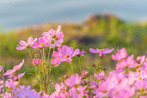 Cosmos flower in garden,Thailand