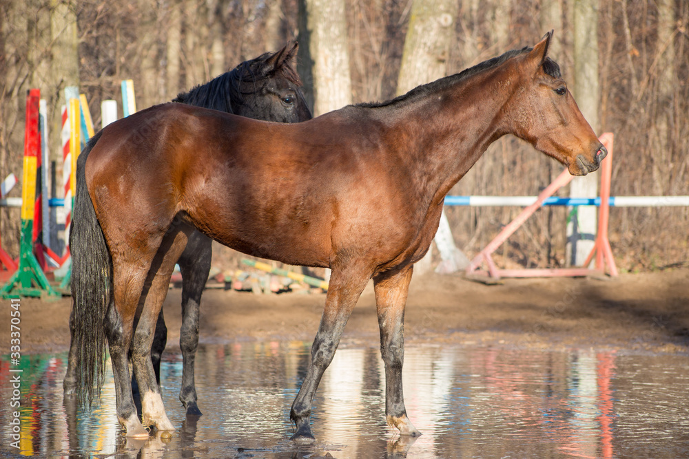 red and black horse at the watering hole