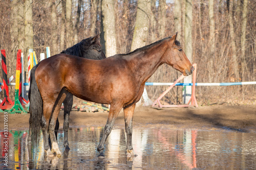 Obraz na płótnie red and black horse at the watering hole w salonie