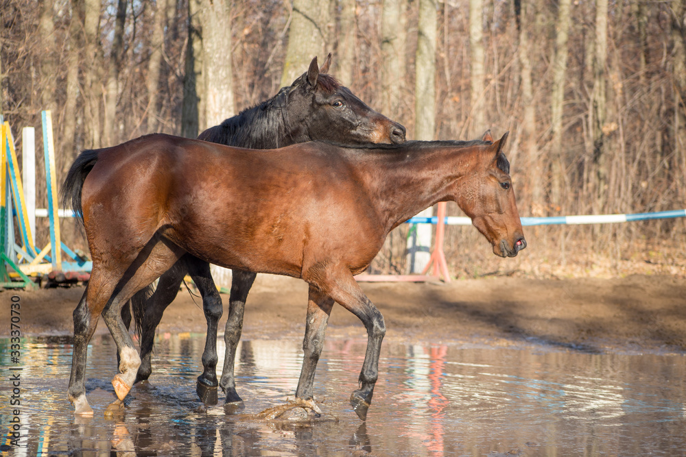 red and black horse at the watering hole
