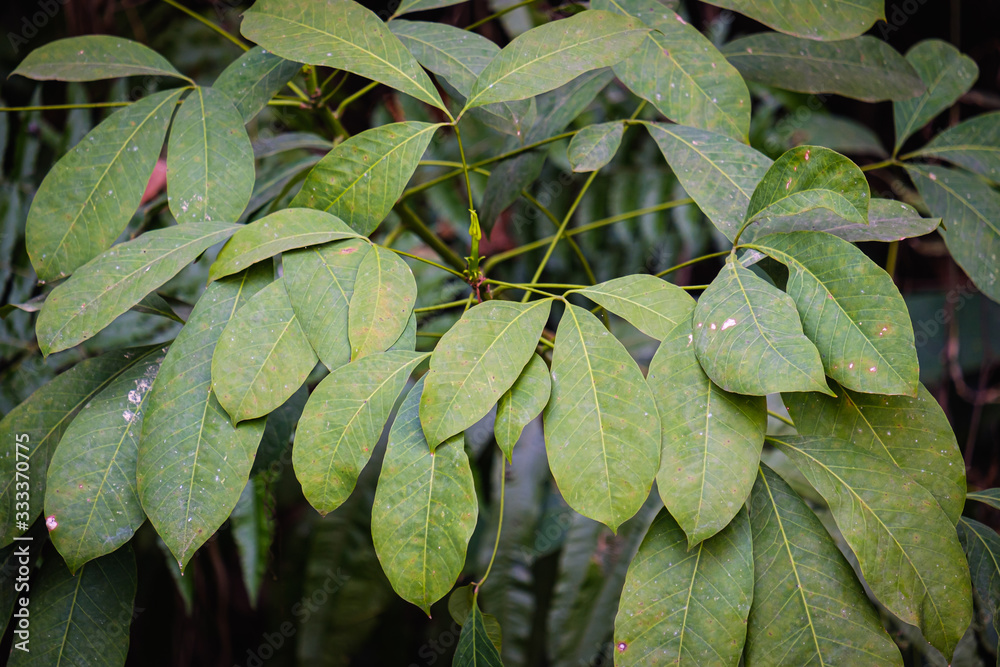 Fototapeta premium tropical leaves in nature green leaf,foliage natural background