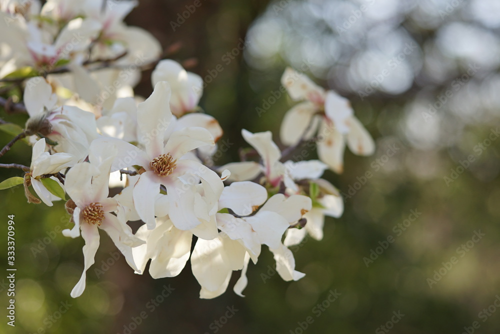 Obraz premium コブシの花のアップ4