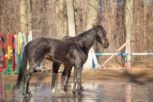 Obraz na płótnie red and black horse at the watering hole w salonie