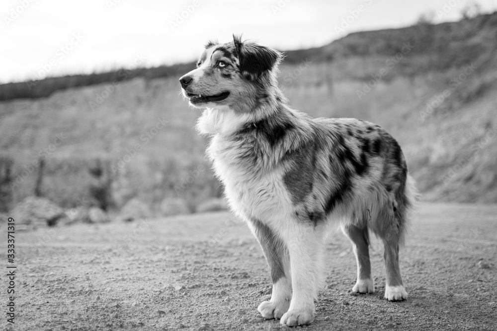 Bluemerle australian shepherd dog standing on a rocky ground black and white