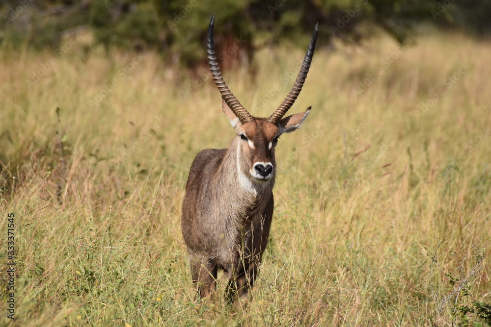 Waterbuck in Tarangire National Park, Tanzania Waterbuck in Tarangire National Park, Tanzania