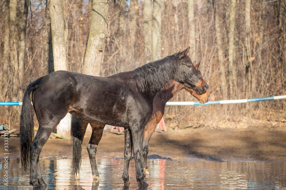 red and black horse at the watering hole