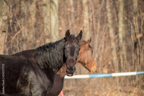portraits of a red and black horse
