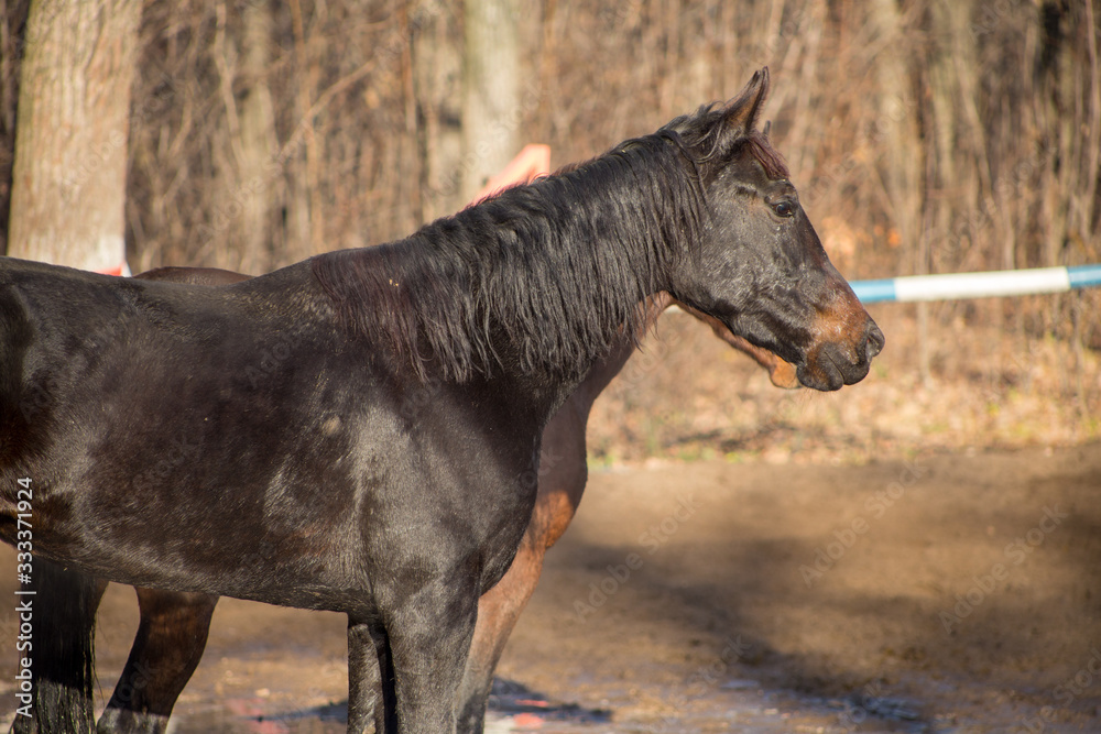 portraits of a red and black horse