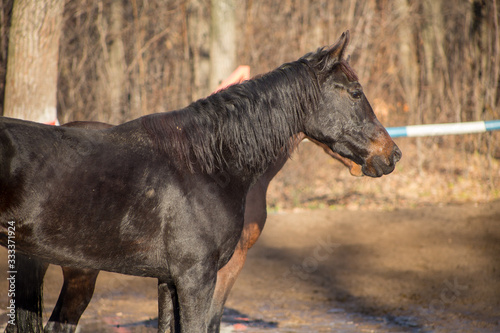 Obraz na płótnie portraits of a red and black horse w salonie