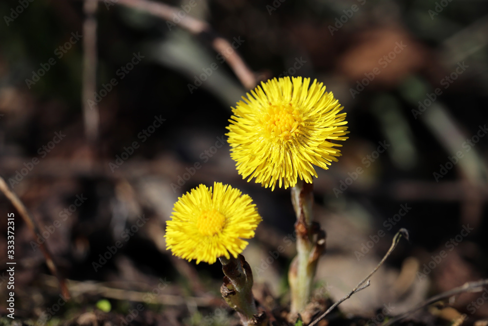 Spring forest, coltsfoot flowers in sunny day. Blooming Tussilago farfara