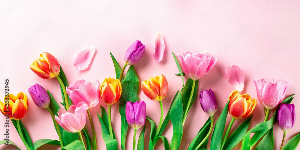 Obraz premium Spring flowers - bunch of pink tulip flowers on rose background