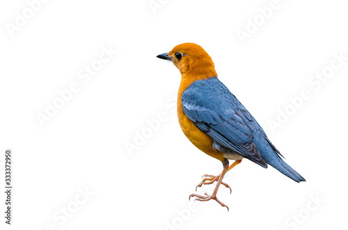 Orange-headed Thrush bird on white background.
