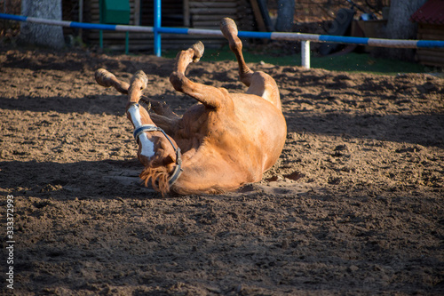 a red-haired mare is lying in the sand