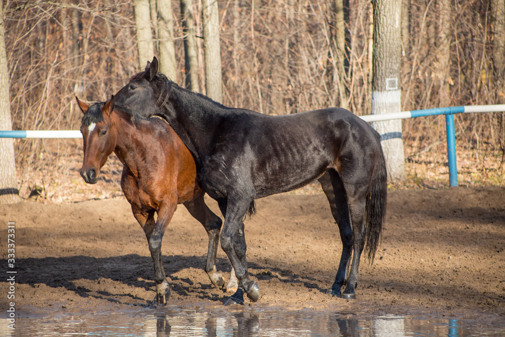 red and black horse at the watering hole