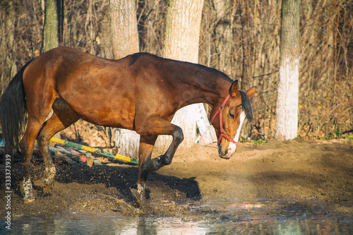 Fototapeta Naklejka Na Ścianę i Meble -  horse hooves on the water