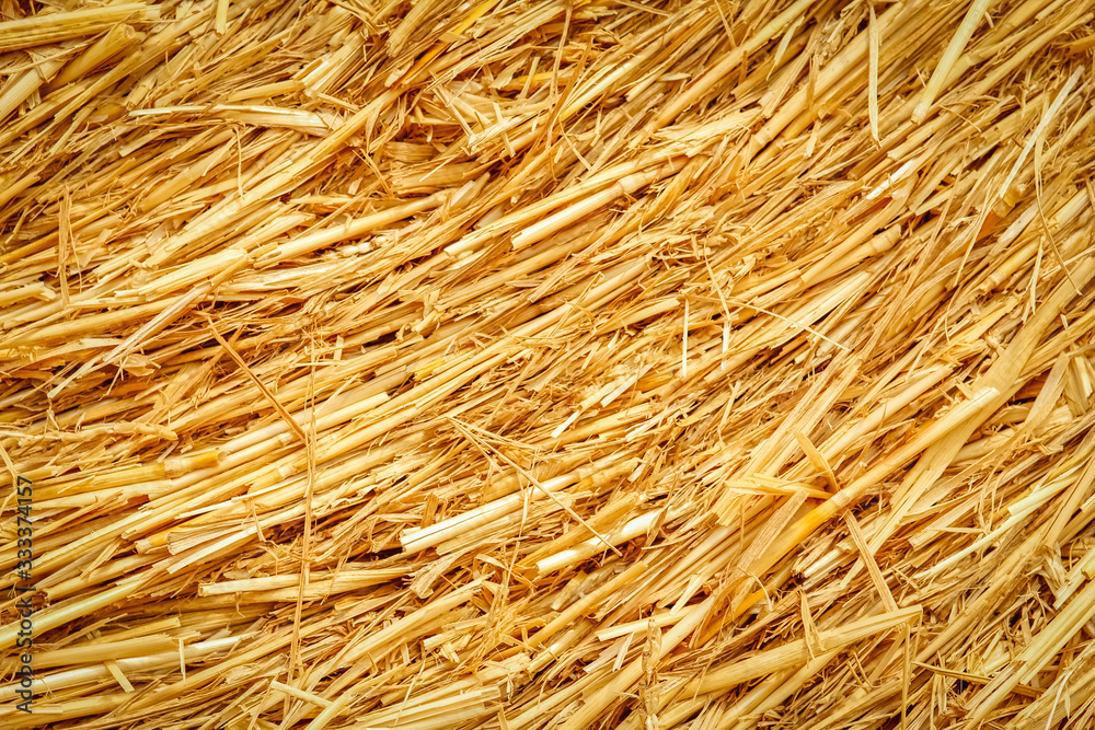 bales on the field background straw is ready for animals and on the field bales on the field background straw is ready for animals and on the field