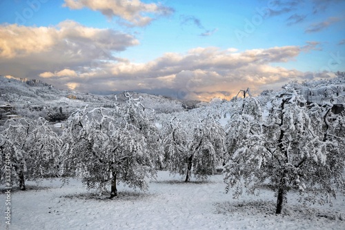 cold springstime landscape with trees and blue sky in Tuscany land