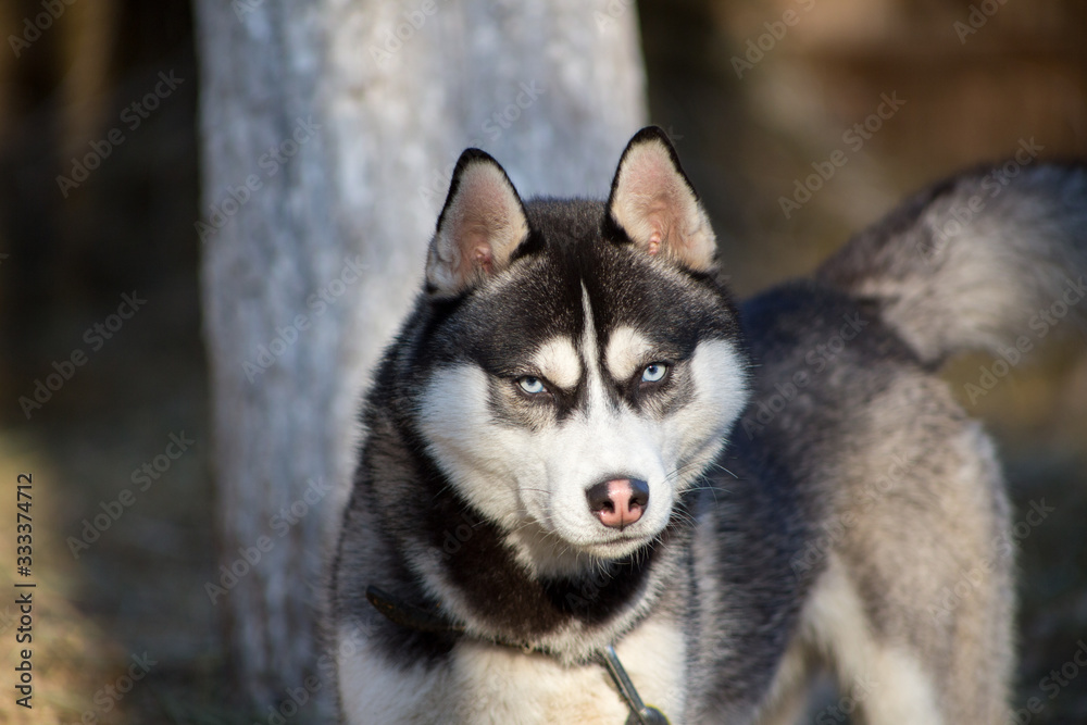 blue-eyed portrait of a husky